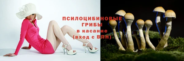 сатива Новодвинск